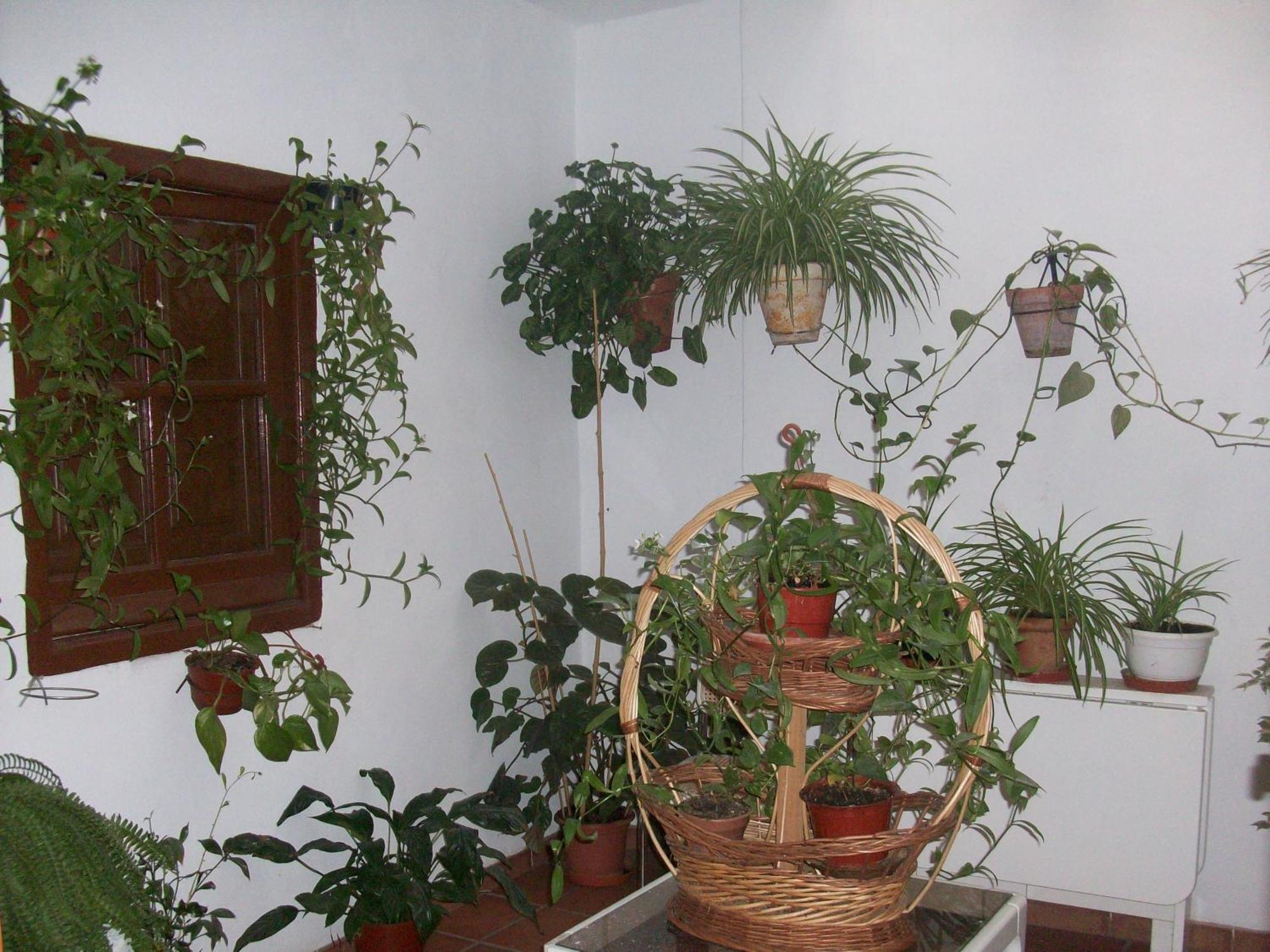 Hostal Moraima Capileira Exterior foto
